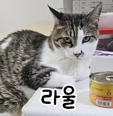 고양이 사진
