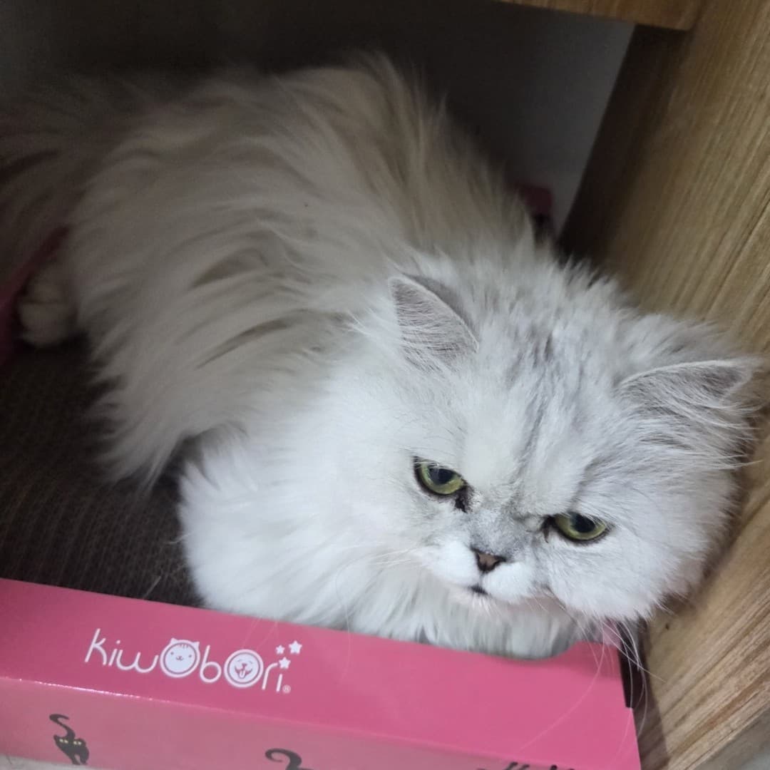 아로하 사진 5