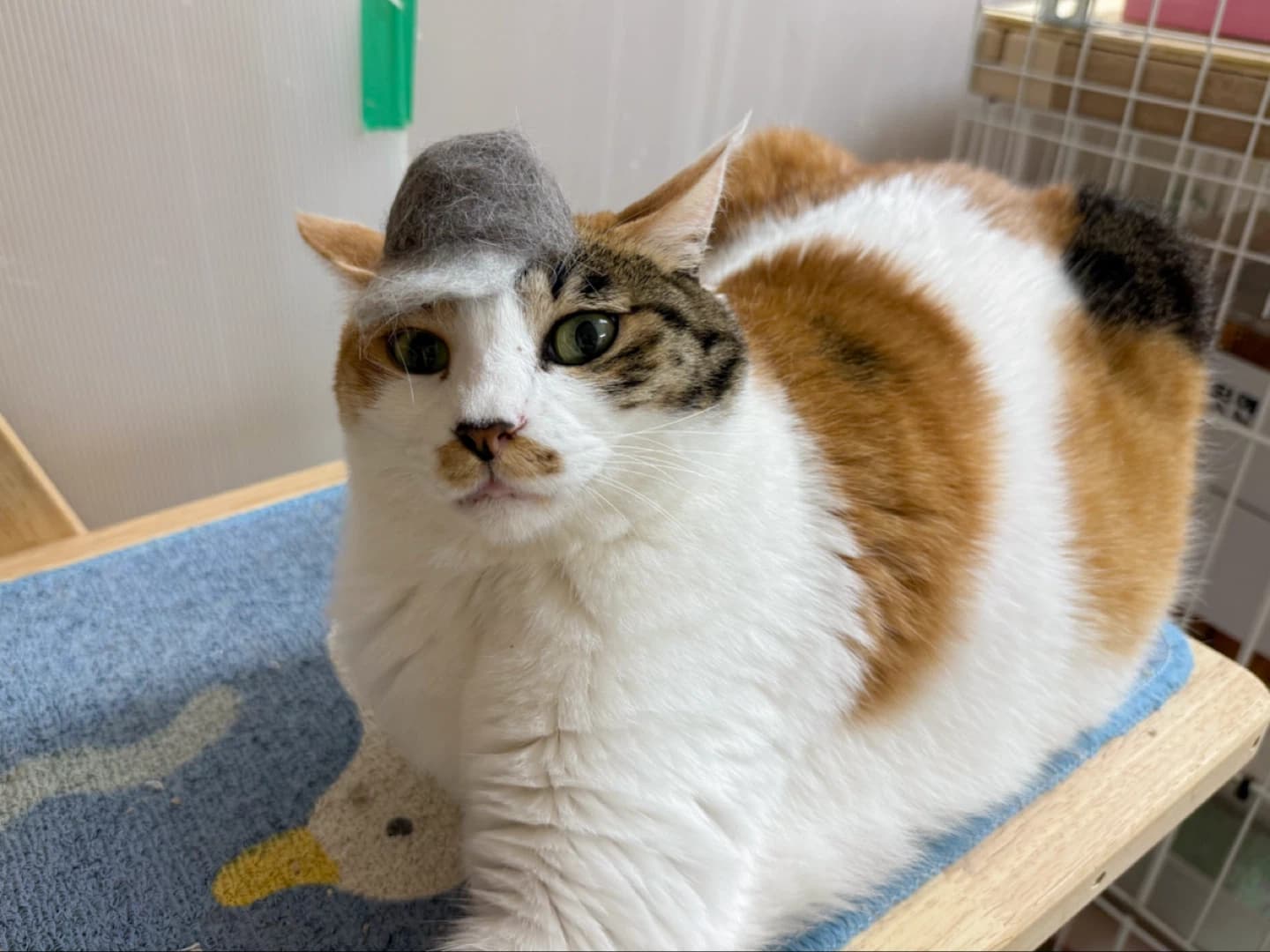 애플이 사진 4