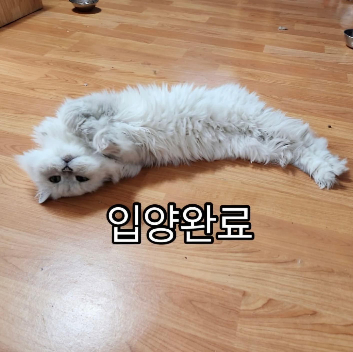 고양이 사진