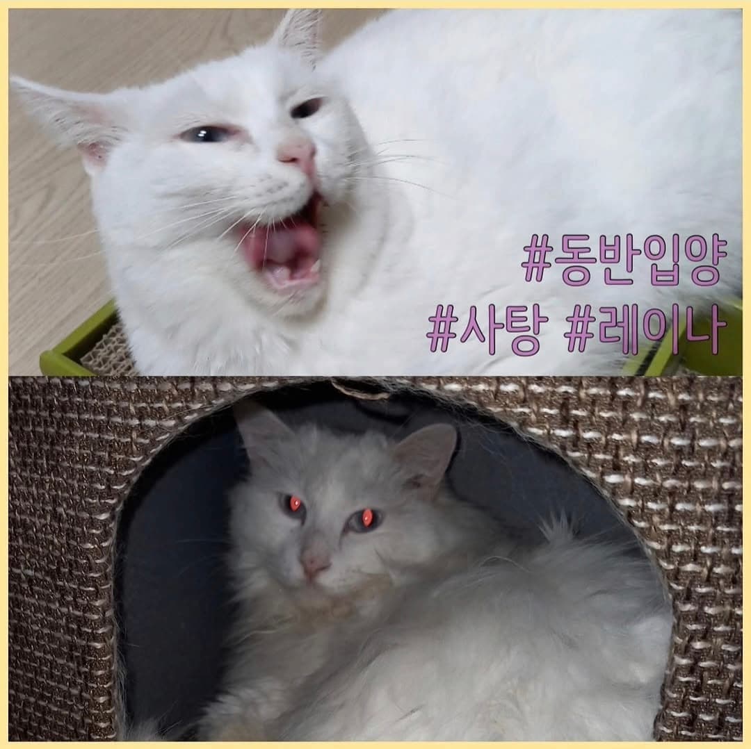 고양이 사진