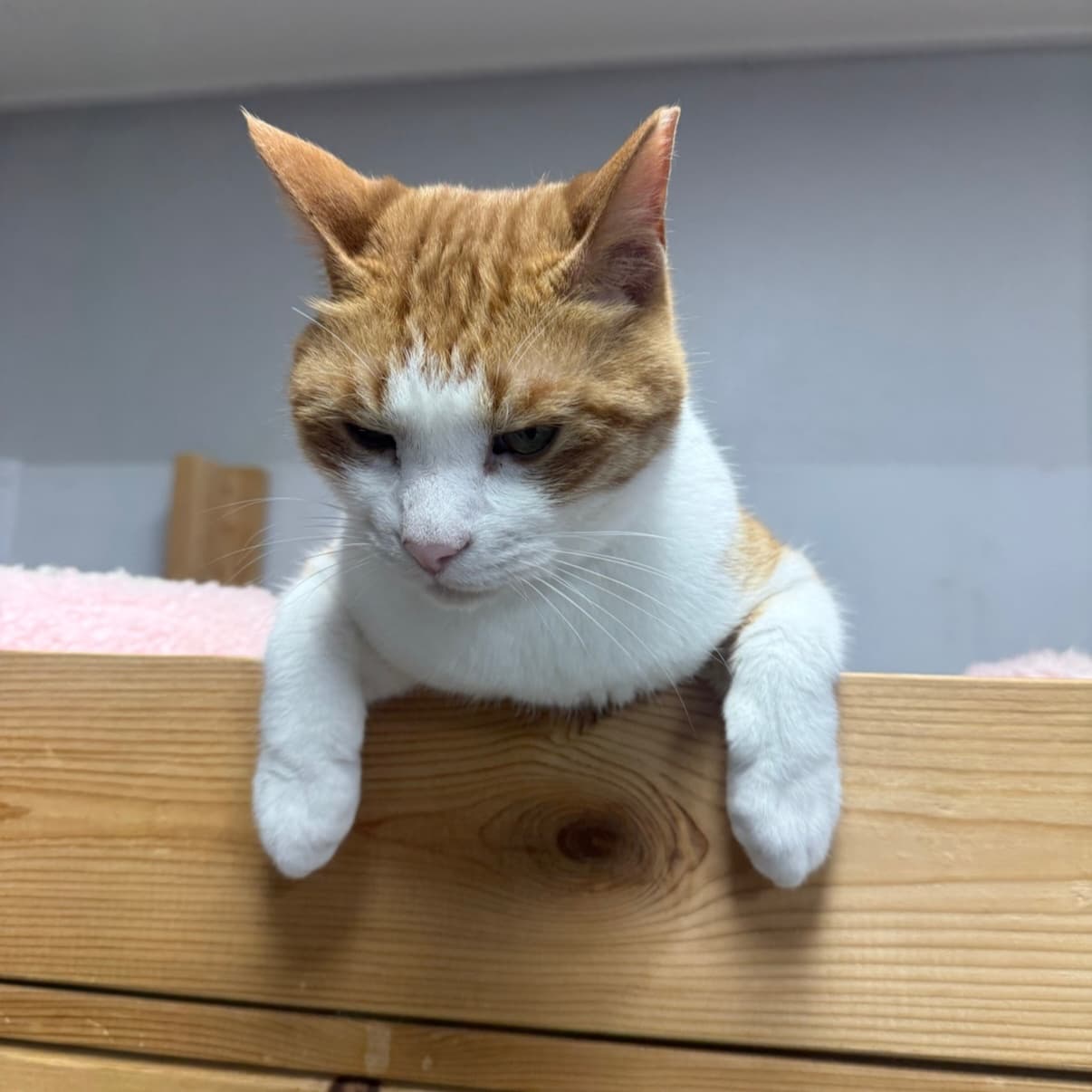 보리  사진 2