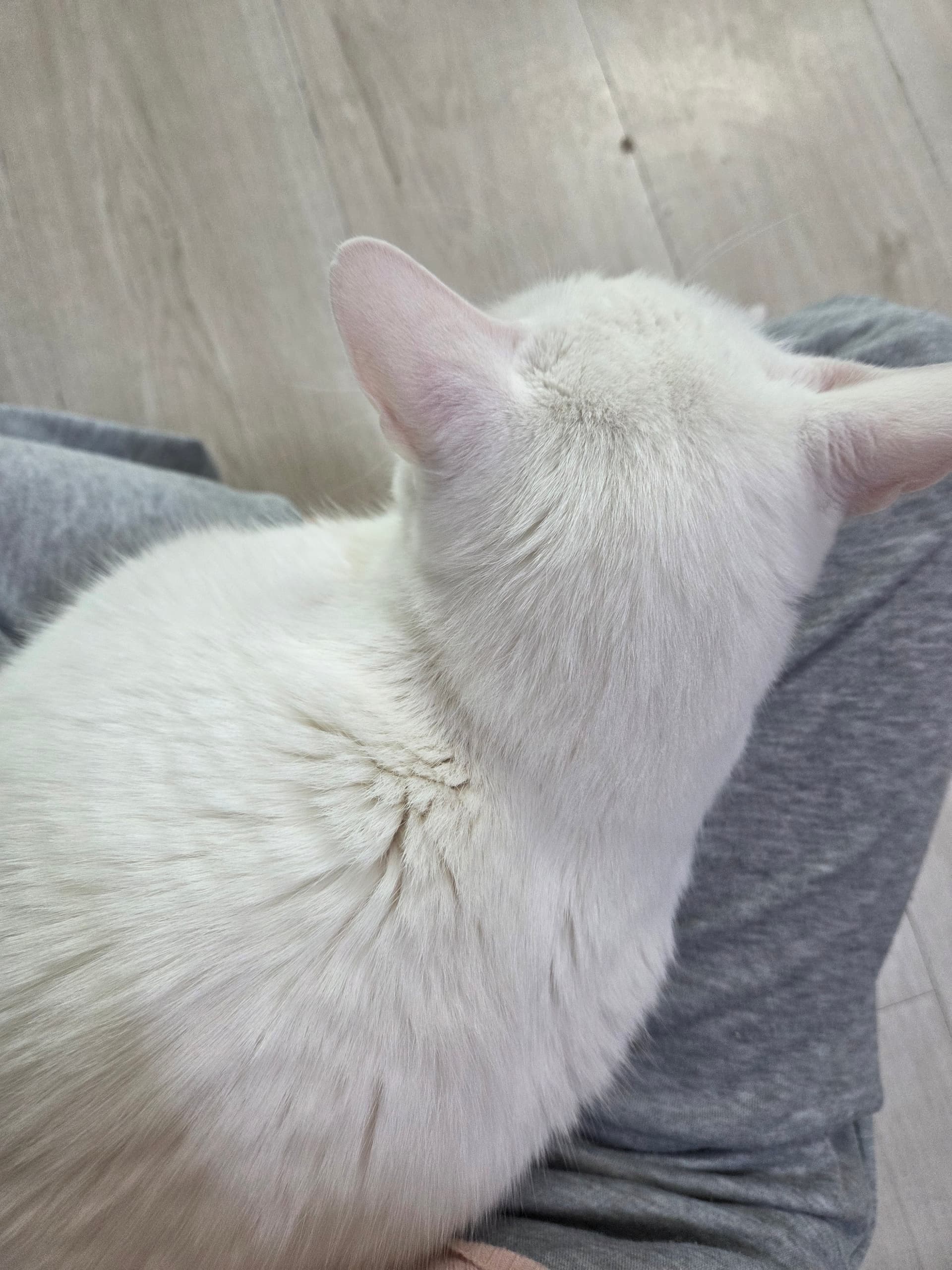 설희 사진 5