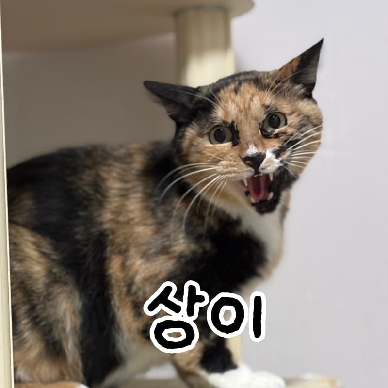 고양이 사진