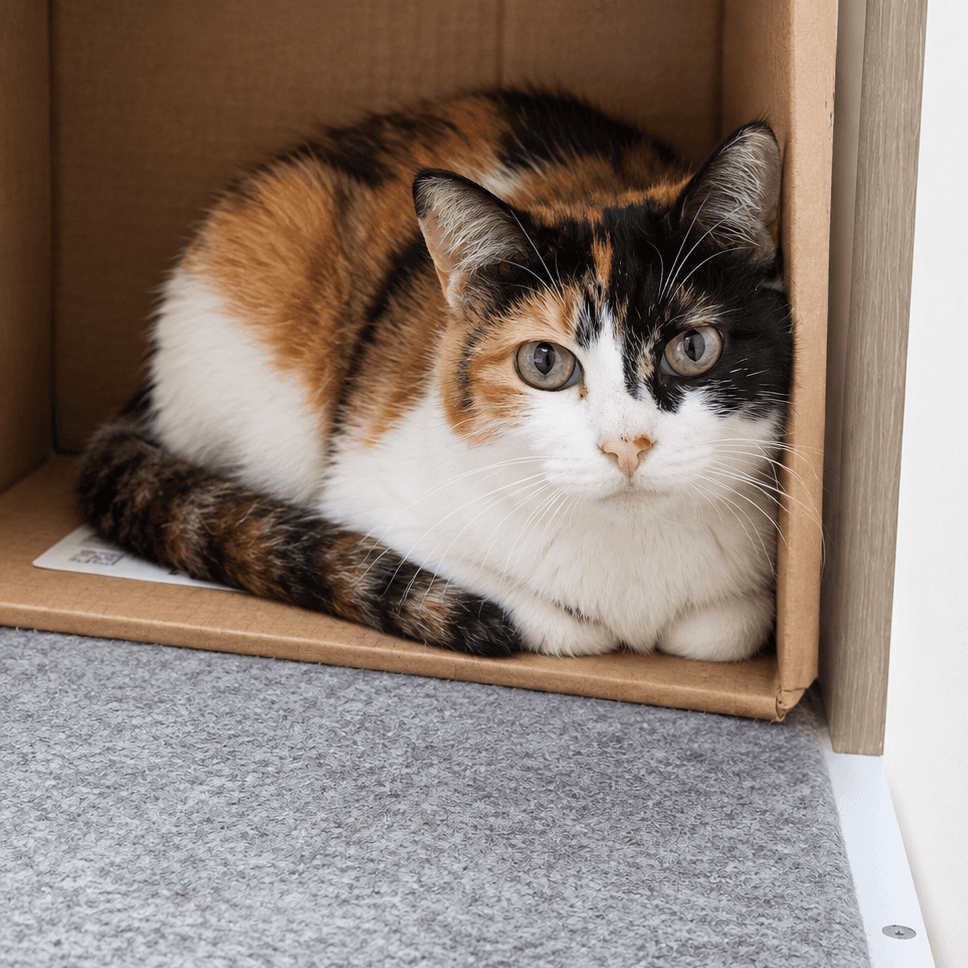 고양이 사진