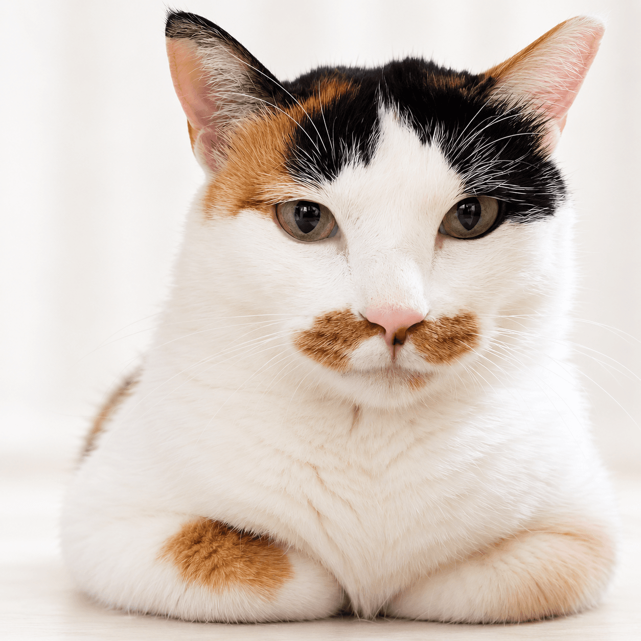 고양이 사진