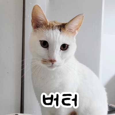 고양이 사진