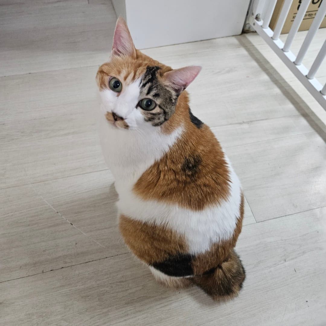 고양이 사진