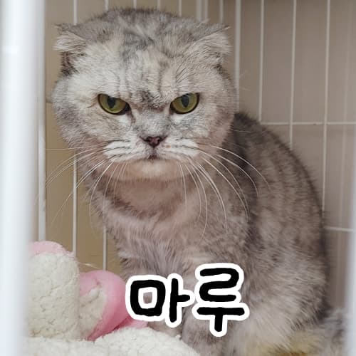 고양이 사진