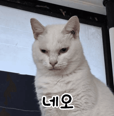 고양이 사진