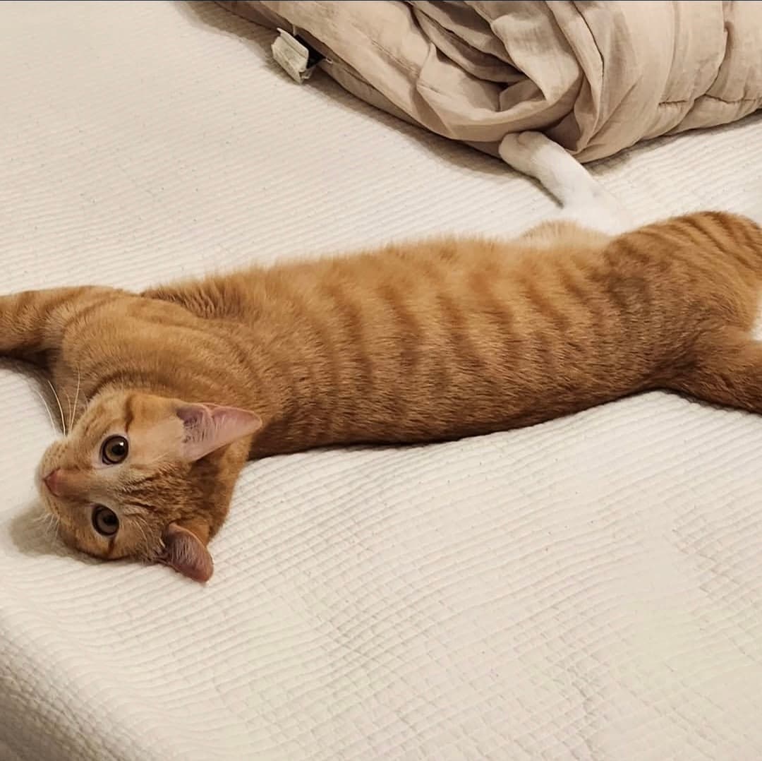 고양이 사진