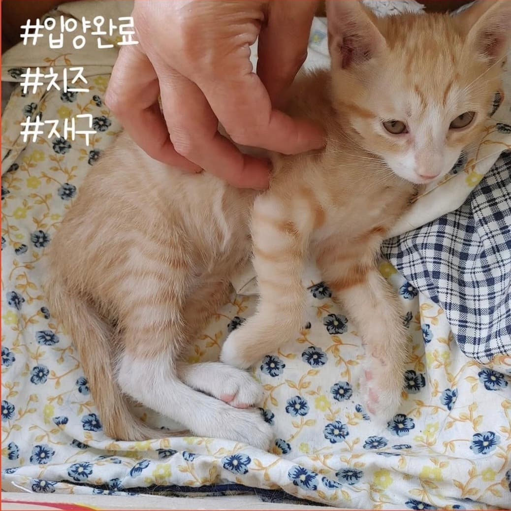 고양이 사진