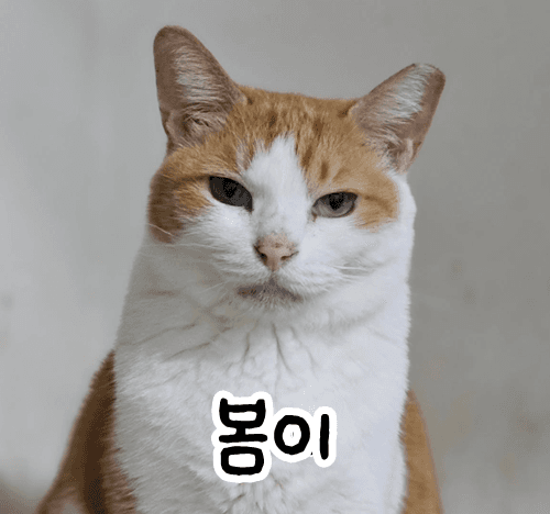 고양이 사진