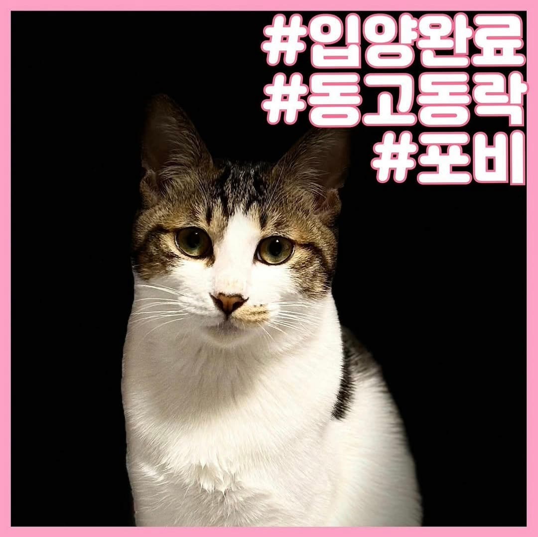 고양이 사진