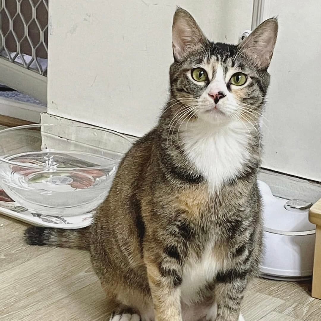 고양이 사진