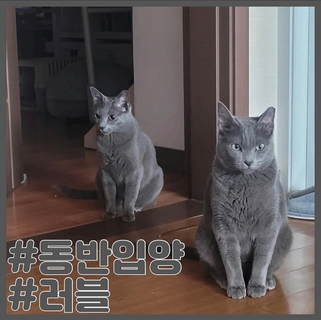 고양이 사진