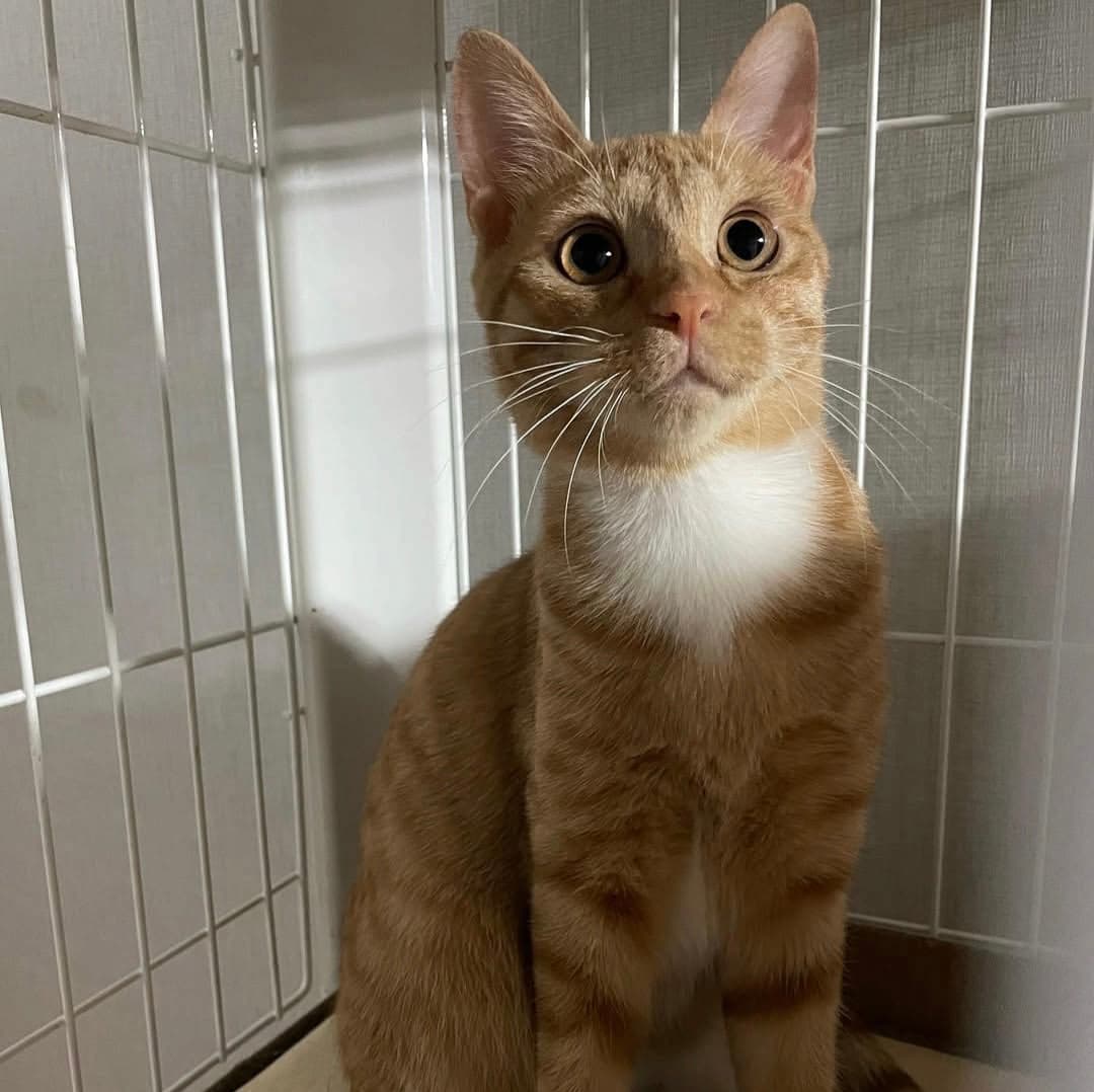 고양이 사진
