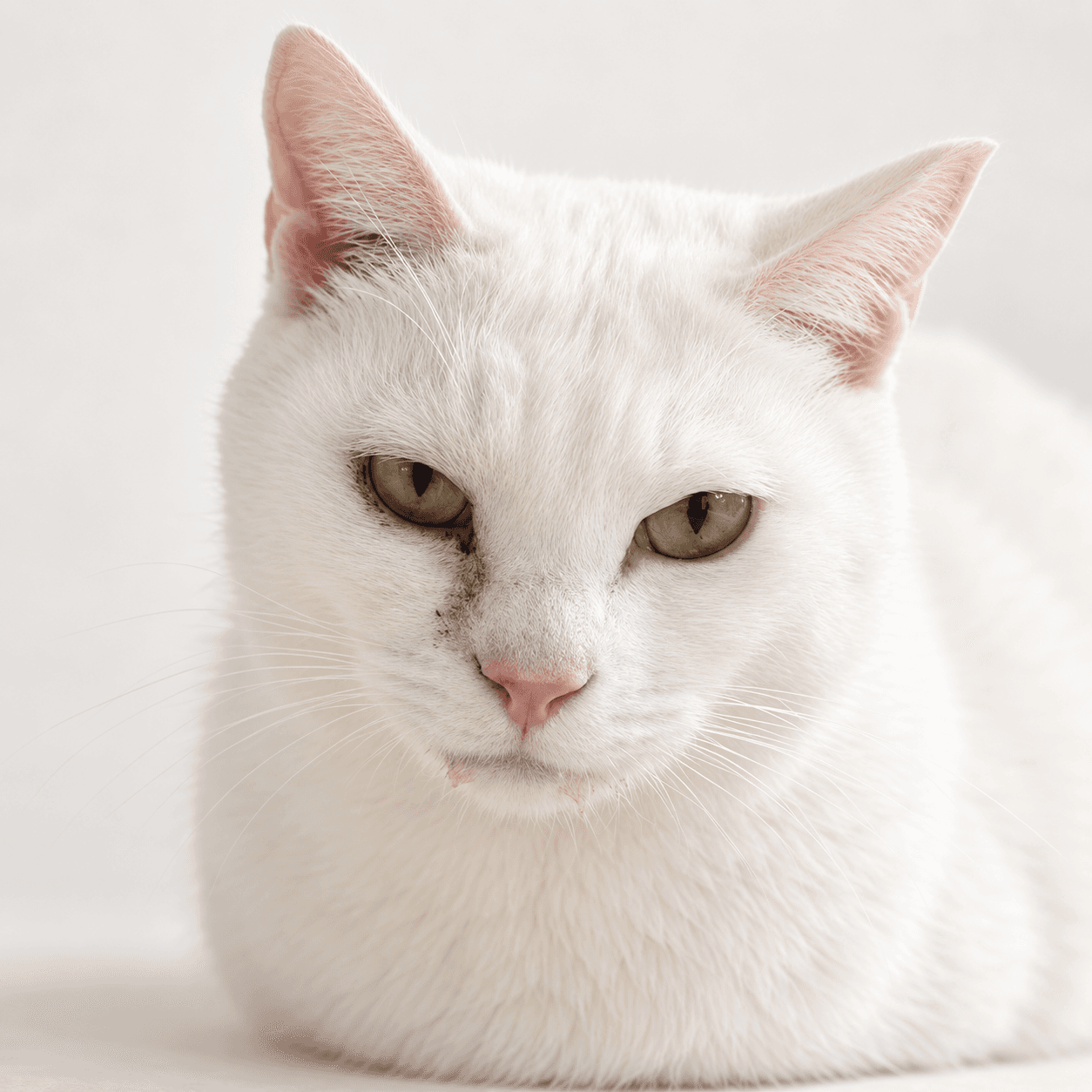 고양이 사진