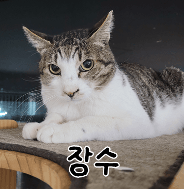 고양이 사진