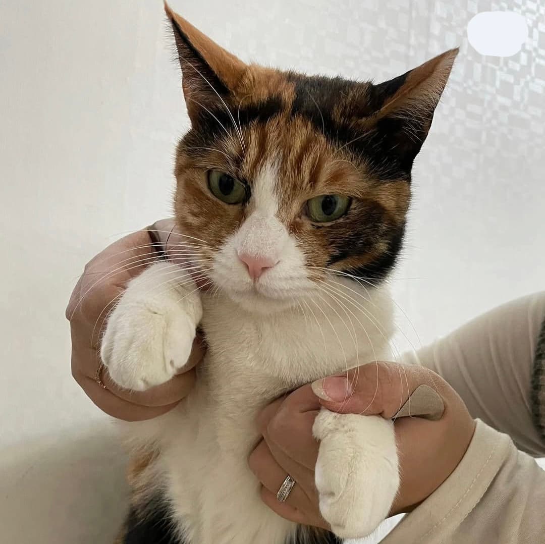 고양이 사진