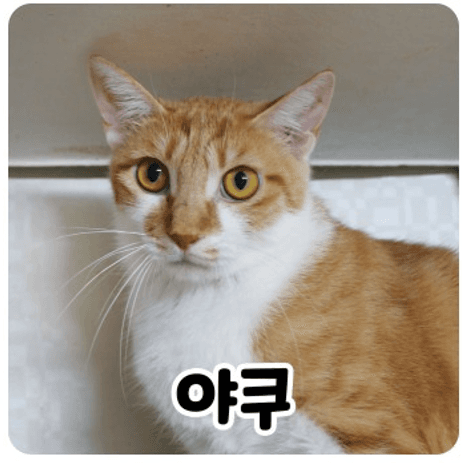 고양이 사진