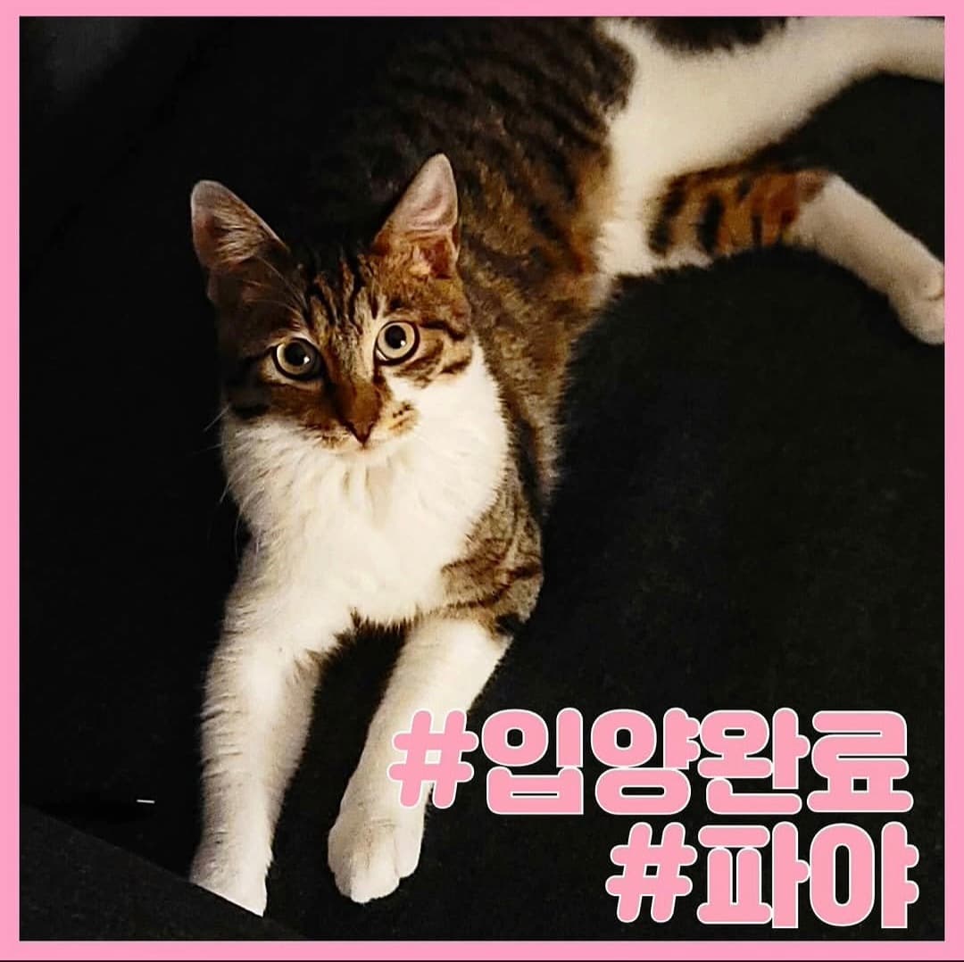 고양이 사진