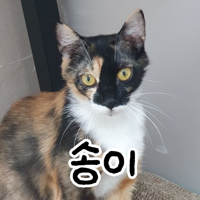 고양이 사진