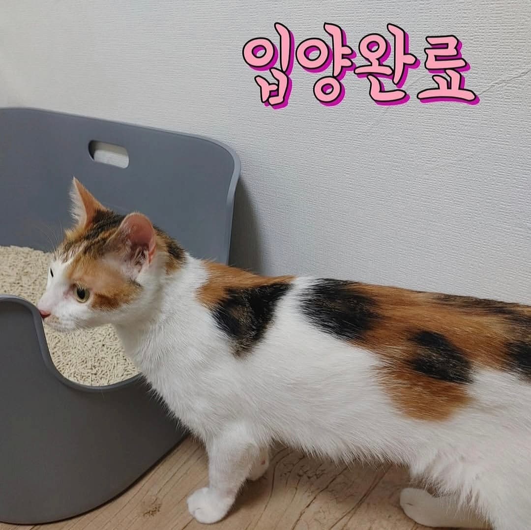 고양이 사진