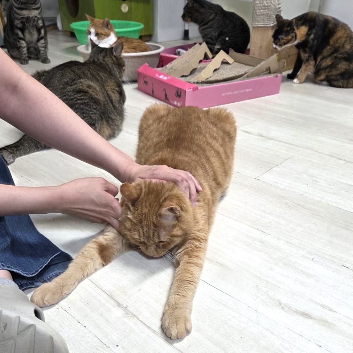 가필드  사진 4