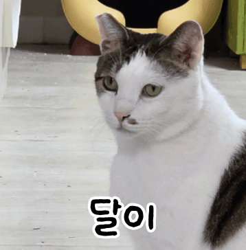 달이 사진 2