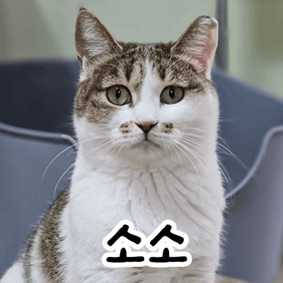 고양이 사진