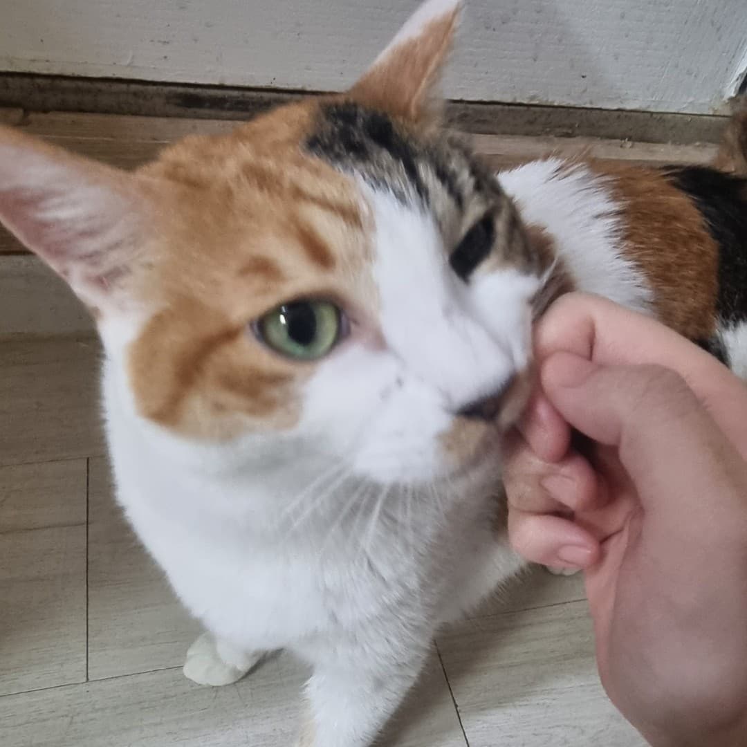 애플이 사진 5