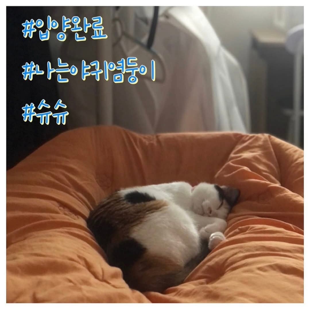 고양이 사진