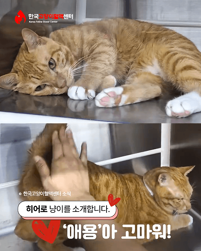 헌혈이야기 ❤️