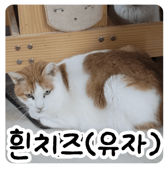 고양이 사진