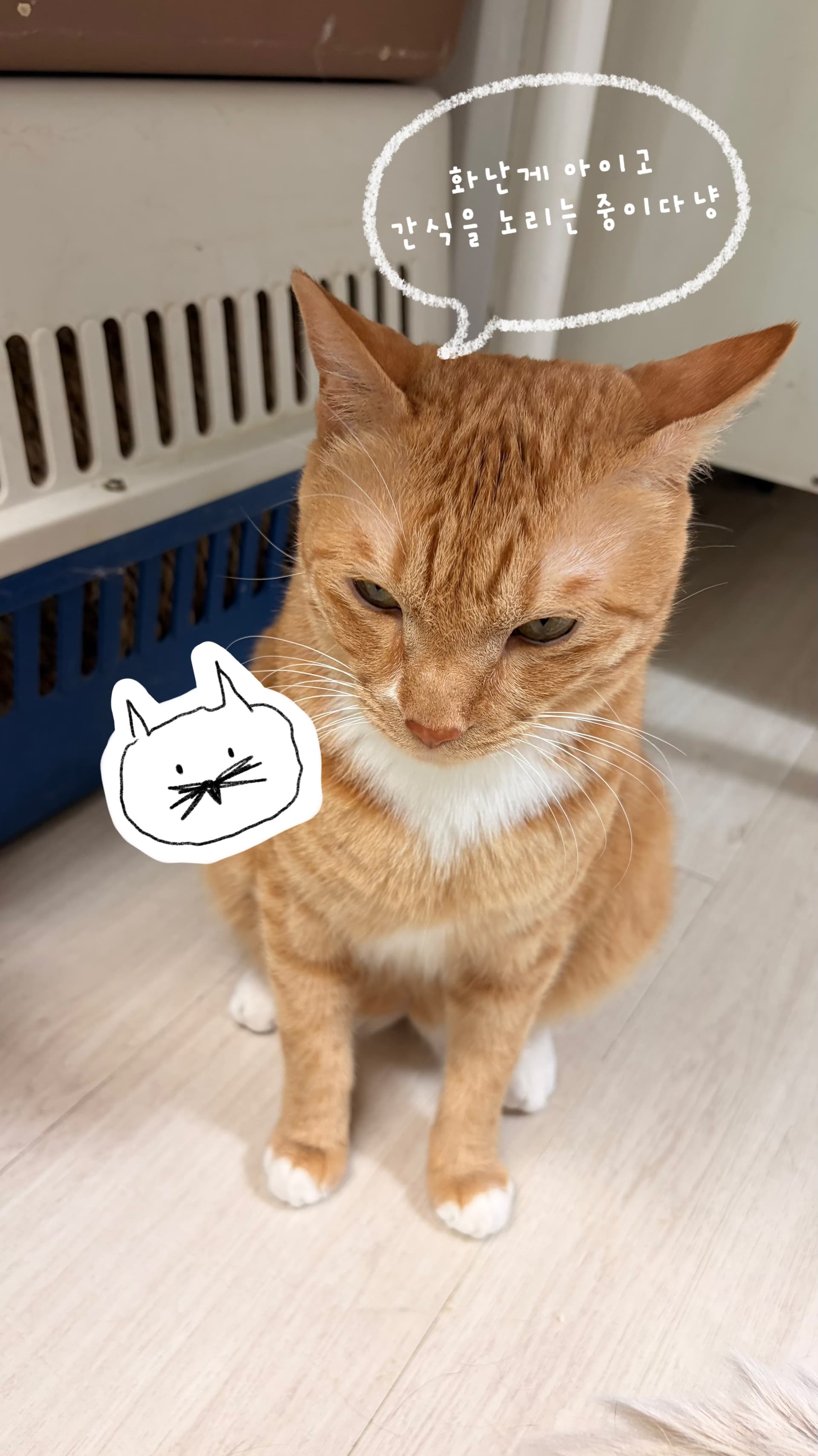 애용이 사진 4