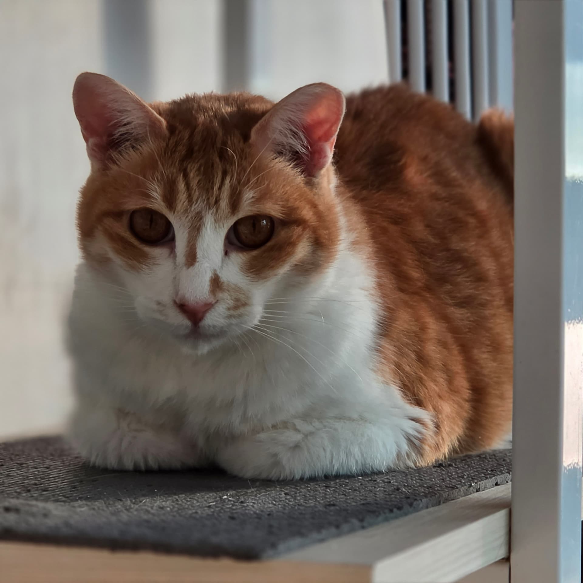 고양이 사진