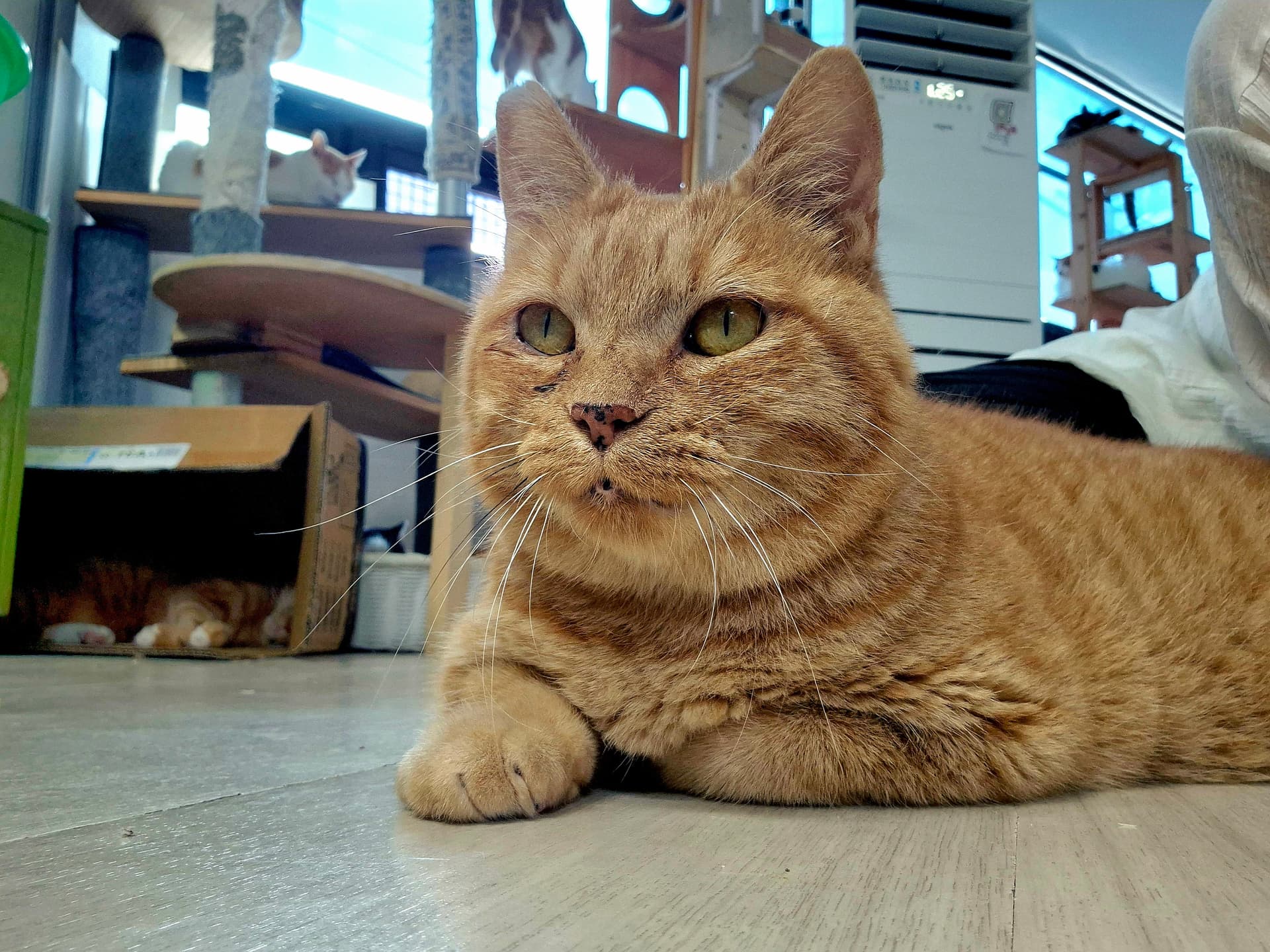 고양이 사진