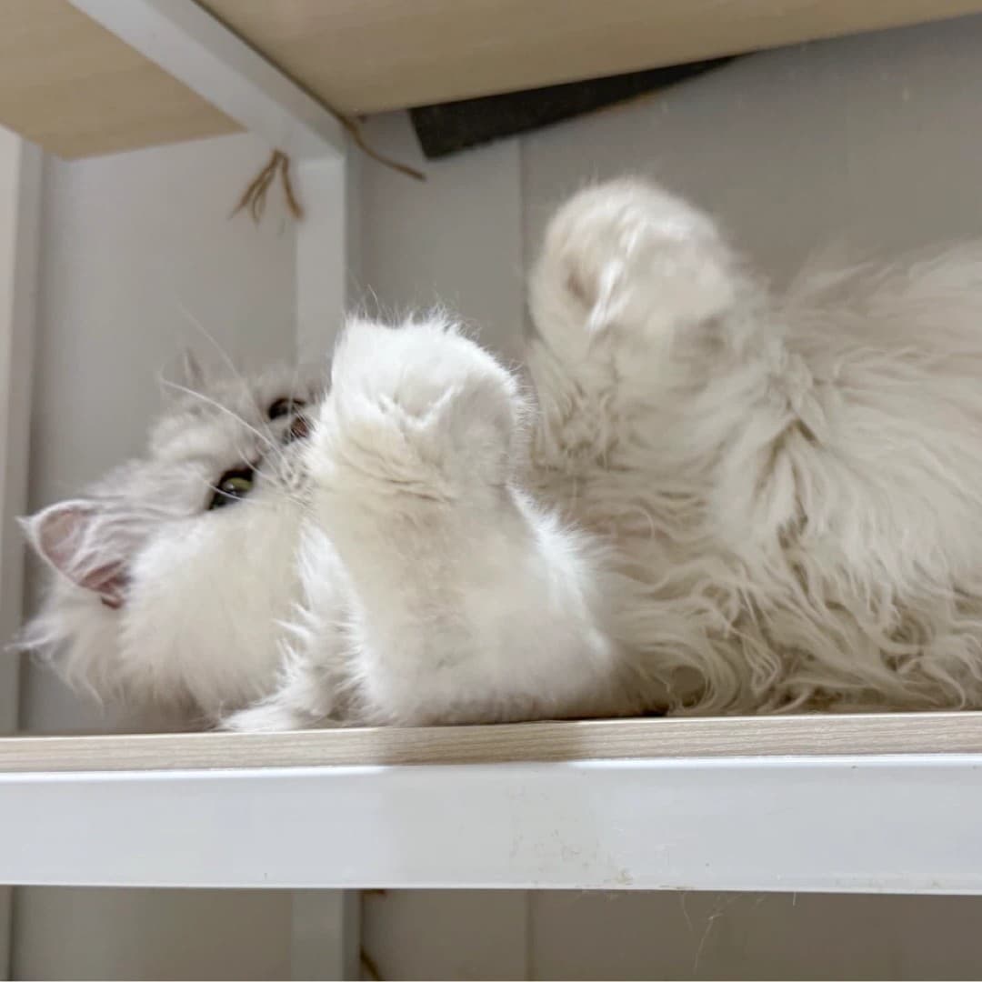 아로하의 하루 💛