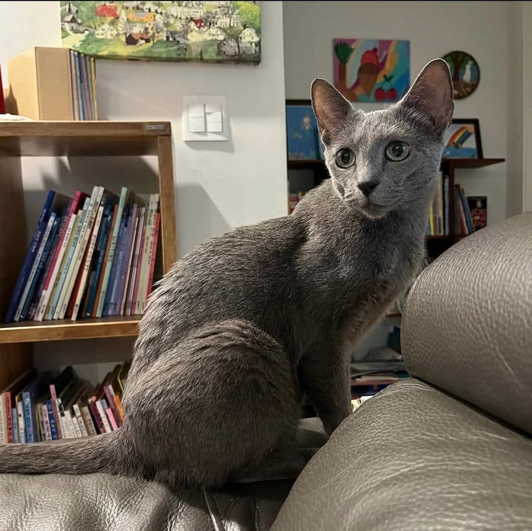 고양이 사진
