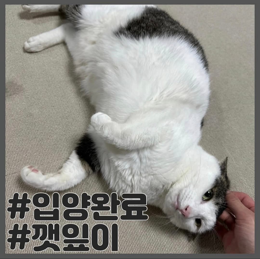 고양이 사진