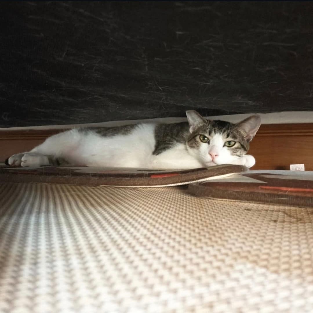고양이 사진
