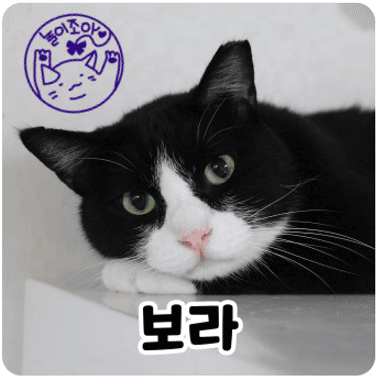 고양이 사진