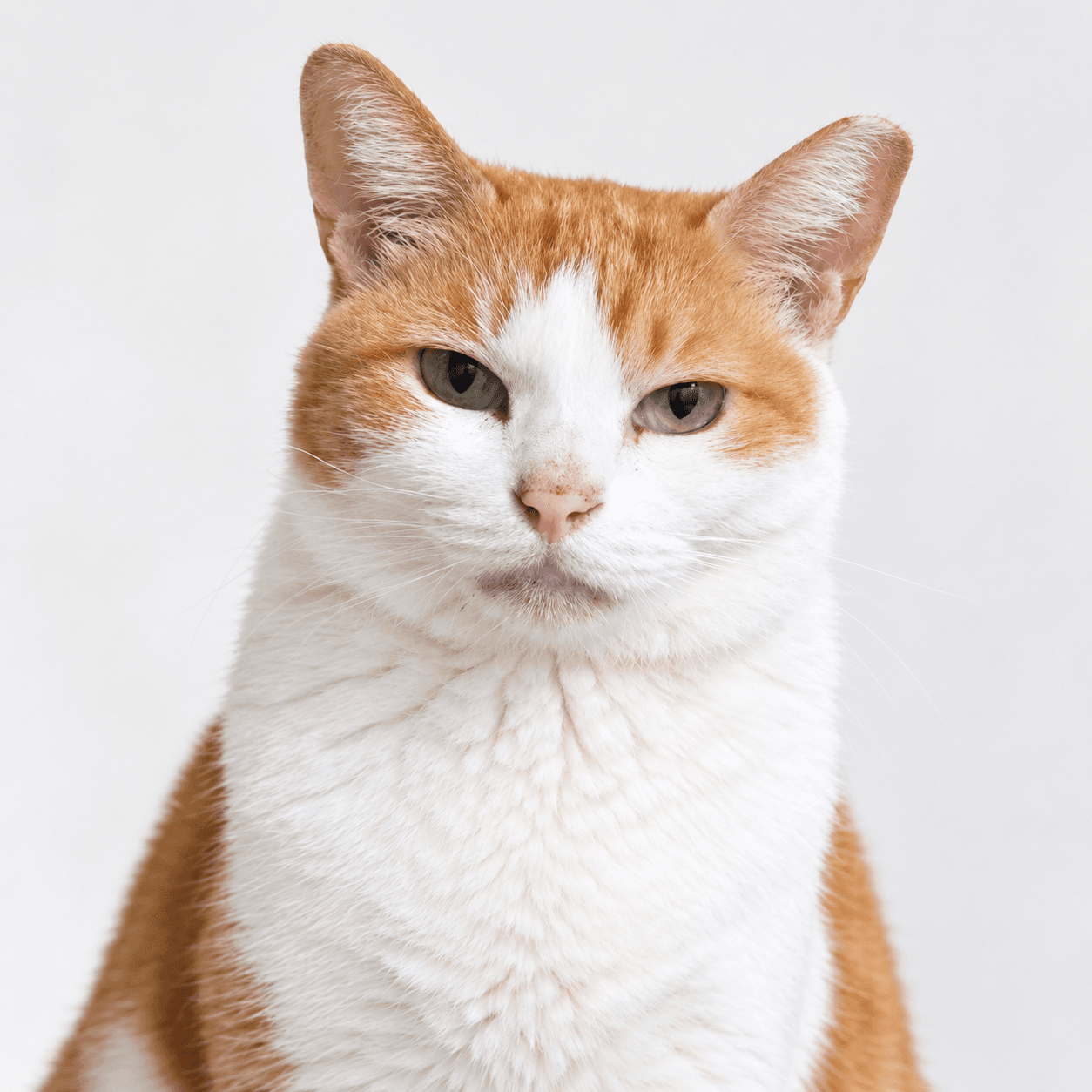 고양이 사진
