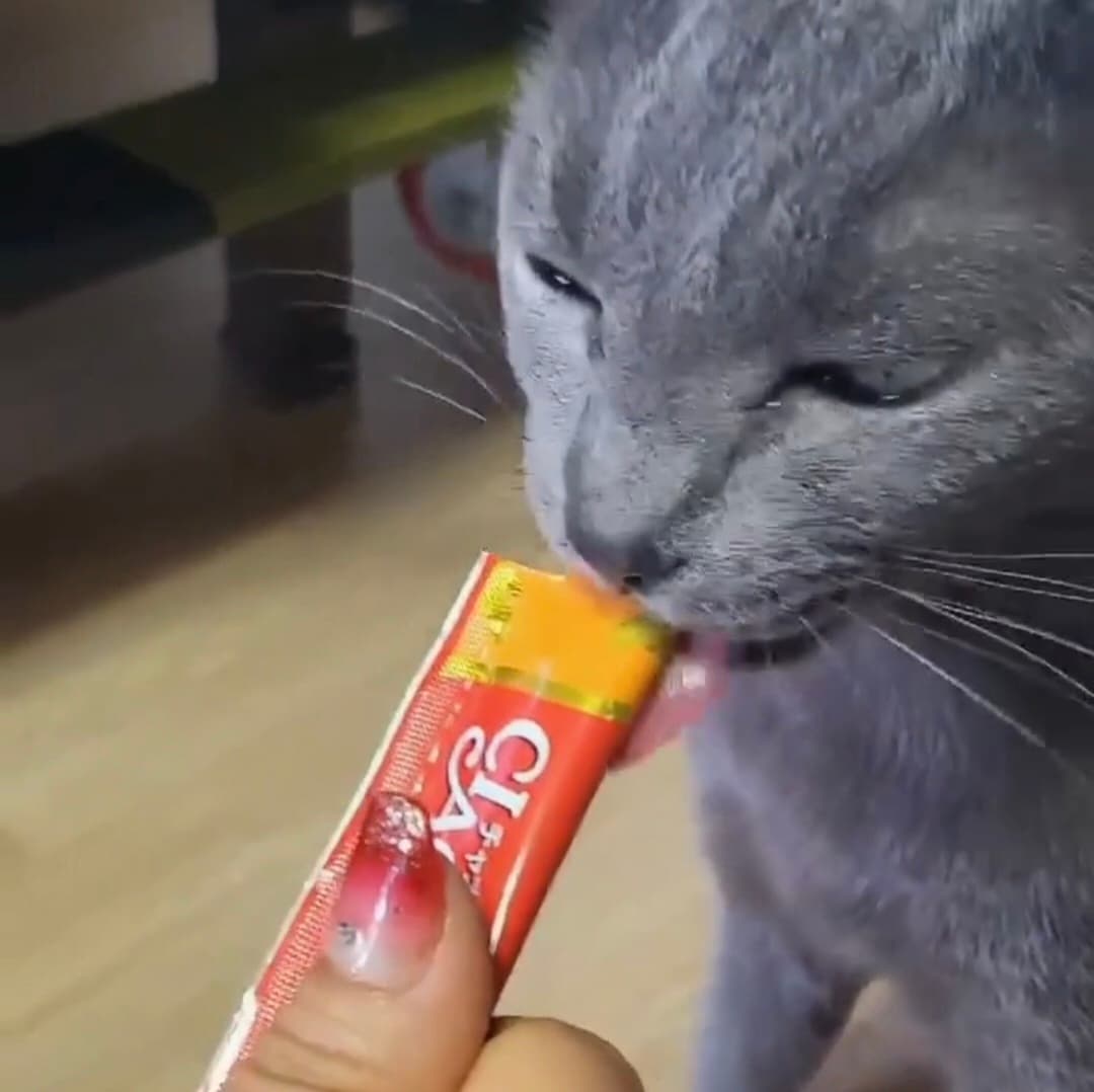 고양이 사진