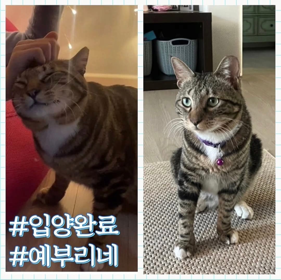 고양이 사진