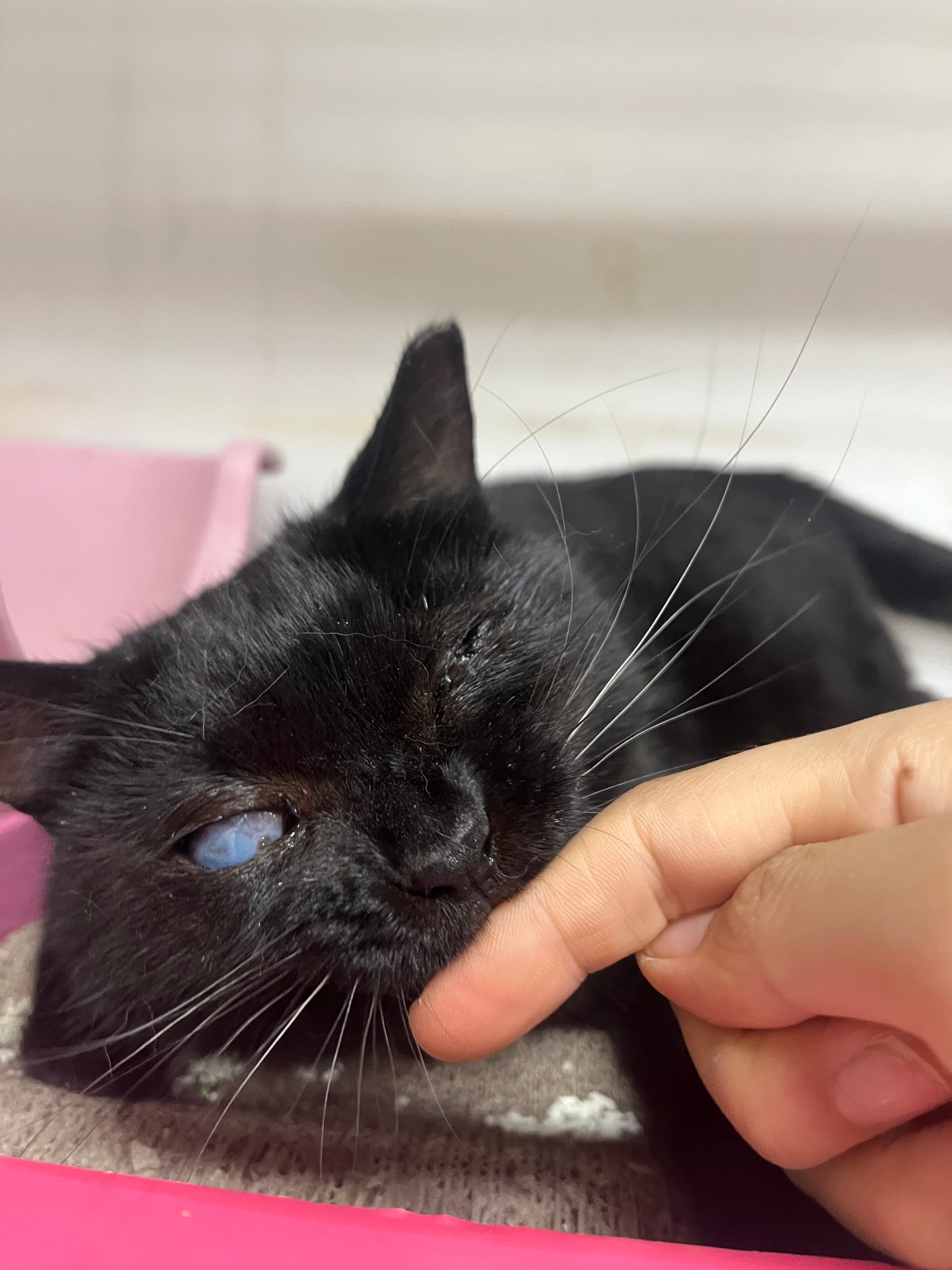 순둥이 블랙냥