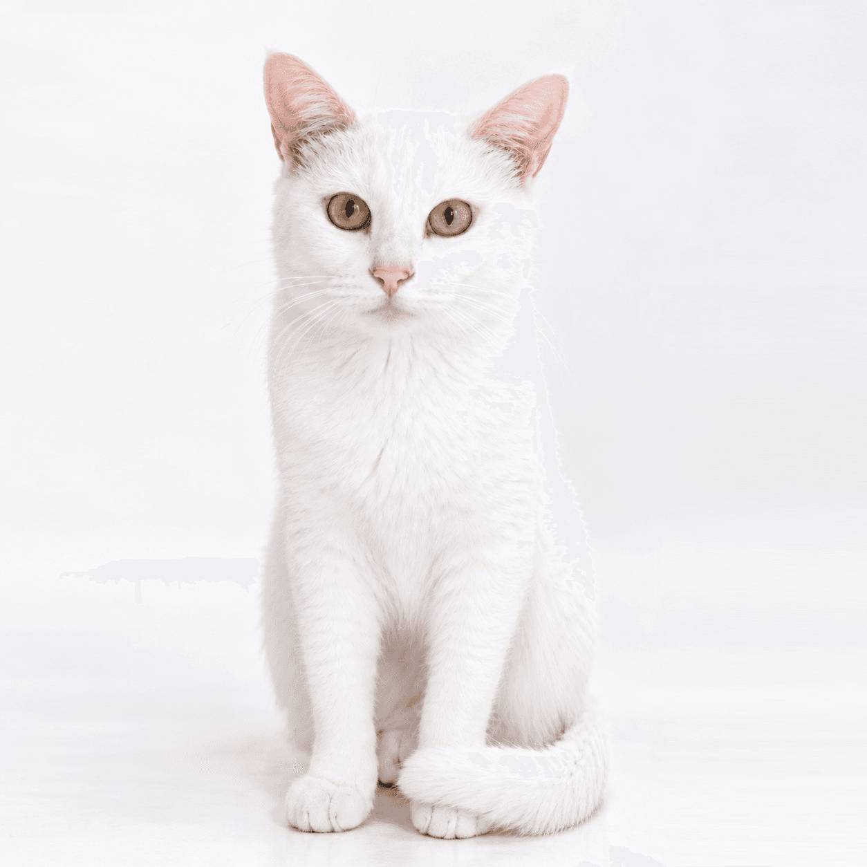 고양이 사진