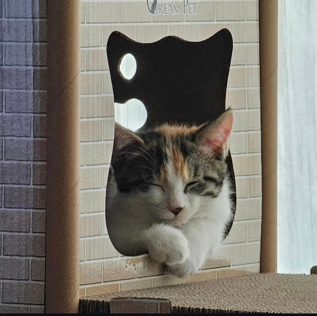 고양이 사진
