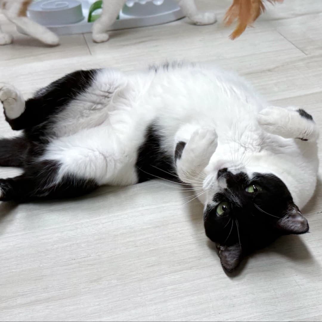 작은여우 사진 3